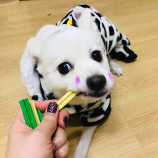 [펫토리아] BEST 한입뚝딱 실속형 강아지 덴탈껌 — 5점을 준 리뷰어가 2019년 2월 올린 사용 사진