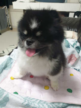 몽실맘님이 올린 리뷰 사진 4