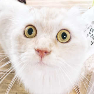 [펫토리아]한삽뚝딱 프리미엄 고양이 두부모래 — 5점을 준 리뷰어가 2019년 8월 올린 사용 사진