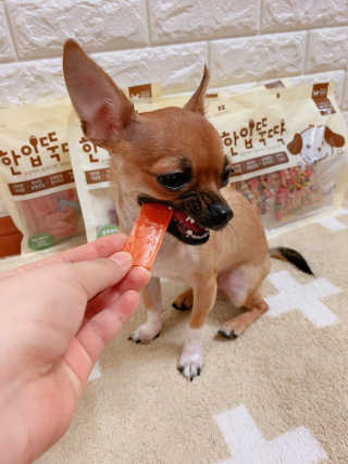 펫토리아 한입뚝딱 국내산 강아지간식 BEST 5종 — 5점을 준 리뷰어가 2019년 5월 올린 사용 사진