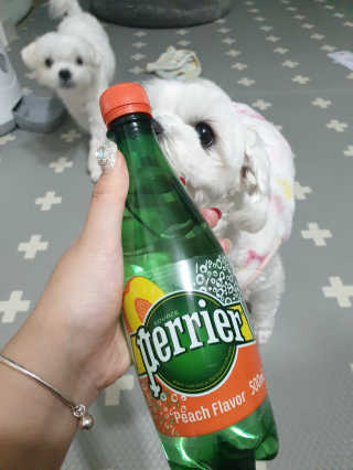 페리에 피치 500ml PET — 5점을 준 리뷰어가 2019년 11월 올린 사용 사진