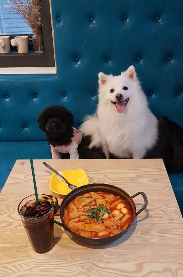 [지프리제] No키즈존, 울댕댕이랑 함께 먹고 놀자 리뷰 사진