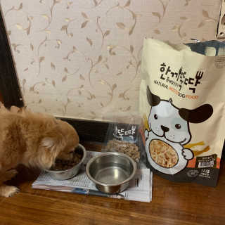 [펫토리아] 맛도 영양도 BEST 한끼뚝딱 강아지 사료 — 5점을 준 리뷰어가 2019년 4월 올린 사용 사진