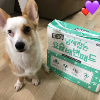 페츠모아 냄새잡는 요술배변패드 — 4.5점을 준 리뷰어가 2020년 3월 올린 사용 사진