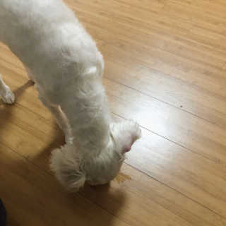 [펫토리아] 맛도 영양도 BEST 한끼뚝딱 강아지 사료 — 5점을 준 리뷰어가 2018년 12월 올린 사용 사진