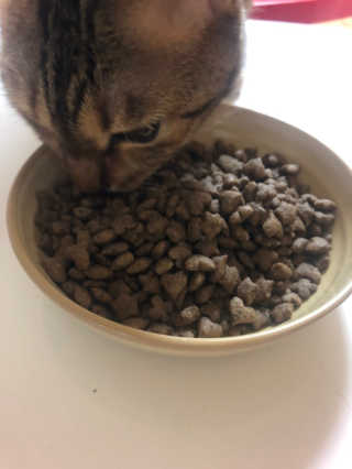 그린펫푸드 인섹트캣 글루텐프리（1.2KG） — 5점을 준 리뷰어가 2019년 9월 올린 사용 사진