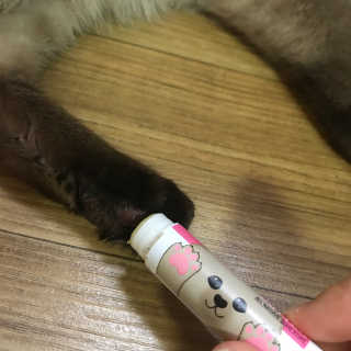 더블리스풀독 샤이니 포우 버터 0.15oz [천연 발바닥 보호제] — 4점을 준 리뷰어가 2018년 7월 올린 사용 사진