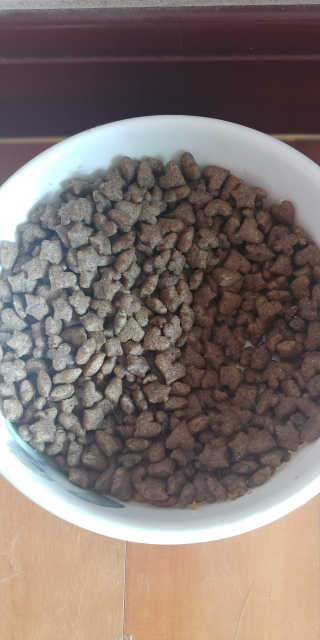 그린펫푸드 인섹트캣 글루텐프리（1.2KG） — 5점을 준 리뷰어가 2019년 7월 올린 사용 사진
