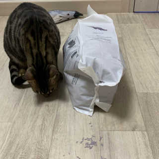 [펫토리아]한삽뚝딱 프리미엄 고양이 두부모래 — 1점을 준 리뷰어가 2019년 8월 올린 사용 사진