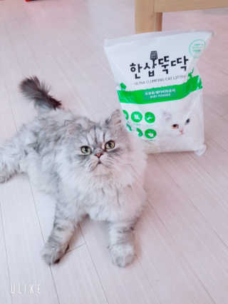 [펫토리아] BEST 고양이두부모래 6L 한삽뚝딱 — 4.5점을 준 리뷰어가 2019년 1월 올린 사용 사진