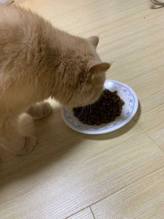 해피캣 해피독 해피캣 란트 게플뤼겔 — 5점을 준 리뷰어가 2019년 12월 올린 사용 사진