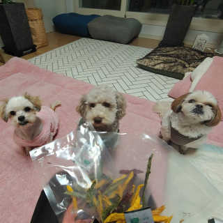 펫테라피 플레이트 야채품은 하루황태 — 5점을 준 리뷰어가 2019년 12월 올린 사용 사진