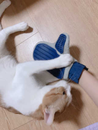 Four paws 리뉴얼 포포즈 매직코트 털 제거 브러쉬 — 4점을 준 리뷰어가 2018년 8월 올린 사용 사진