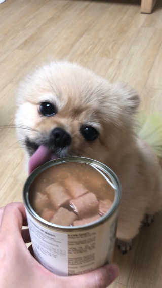 [펫토리아]배피 고양이,빌리강아지 대용량주식캔 — 5점을 준 리뷰어가 2019년 7월 올린 사용 사진