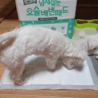 페츠모아 냄새잡는 요술배변패드 — 5점을 준 리뷰어가 2020년 3월 올린 사용 사진