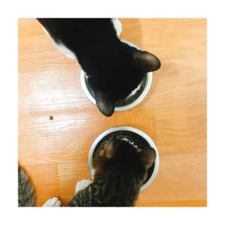 풀무원 아미오 그레인프리 3종 — 4.67점을 준 리뷰어가 2018년 3월 올린 사용 사진