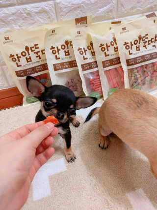 펫토리아 한입뚝딱 국내산 강아지간식 BEST 5종 — 5점을 준 리뷰어가 2019년 5월 올린 사용 사진