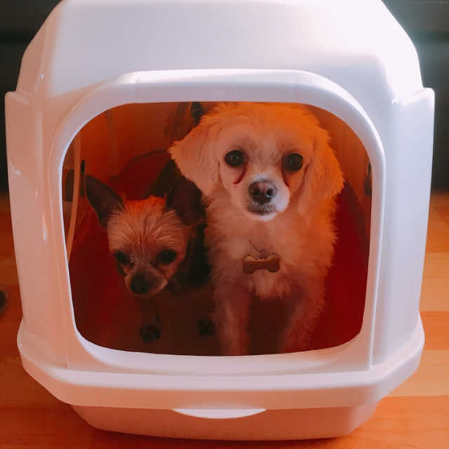 [펫토리아] BEST 한큐뚝딱 고양이 후드형 화장실 리뷰 사진