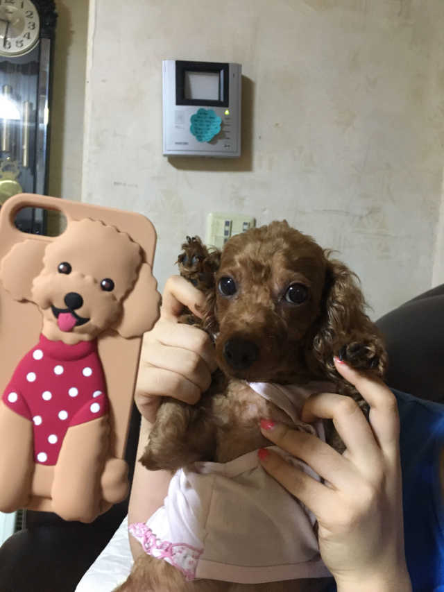 디자인스킨 아이폰6/7 위티룩 푸들 케이스 리뷰 사진