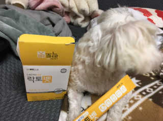 유산균하우스 [프로바이오닉]락토벳 — 5점을 준 리뷰어가 2019년 2월 올린 사용 사진