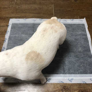 불독키우는개엄마❤️님이 올린 리뷰 사진 4