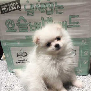 페츠모아 냄새잡는 요술배변패드 — 5점을 준 리뷰어가 2020년 2월 올린 사용 사진