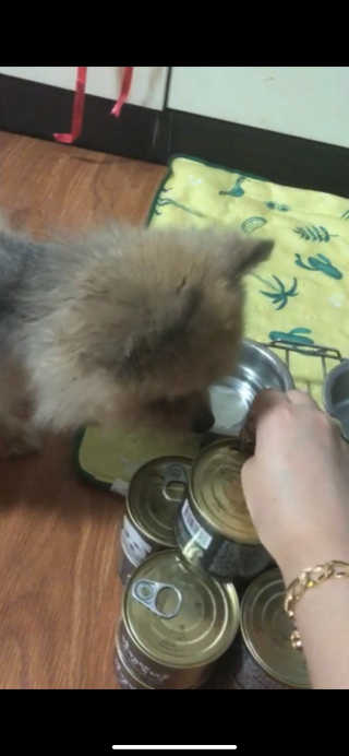 [펫토리아] 한캔뚝딱 강아지 주식캔 12종 콤보 — 5점을 준 리뷰어가 2019년 8월 올린 사용 사진