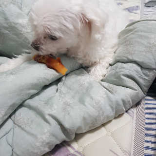 [펫토리아] 뚝딱뚝딱 400g 강아지 간식 베스트5종 — 5점을 준 리뷰어가 2019년 1월 올린 사용 사진