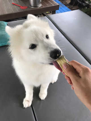 [펫토리아]짜먹는 한입뚝딱 강아지.고양이 마약간식 — 5점을 준 리뷰어가 2019년 8월 올린 사용 사진