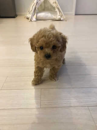 [빙그레] 에버그로 생유산균 1봉（10포입）+펫밀크2팩 — 5점을 준 리뷰어가 2019년 5월 올린 사용 사진