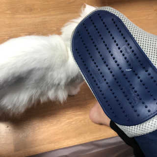 Four paws 리뉴얼 포포즈 매직코트 털 제거 브러쉬 — 4점을 준 리뷰어가 2018년 8월 올린 사용 사진