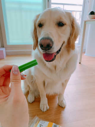 [펫토리아] BEST 한입뚝딱 실속형 강아지 덴탈껌 — 5점을 준 리뷰어가 2019년 2월 올린 사용 사진