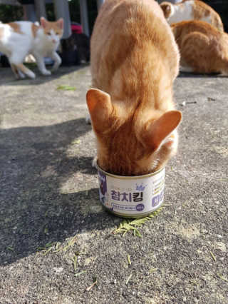 동원 참치킹 고양이 캔 12개입 — 5점을 준 리뷰어가 2018년 10월 올린 사용 사진