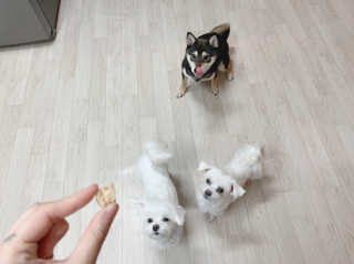 개취 애견간식 닭고기와 아마씨드의 만남 — 5점을 준 리뷰어가 2019년 2월 올린 사용 사진
