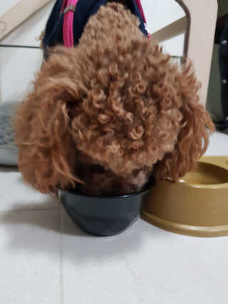 [빙그레] 에버그로 생유산균 1봉（10포입）+펫밀크2팩 — 5점을 준 리뷰어가 2019년 3월 올린 사용 사진