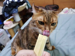 [펫토리아]짜먹는 한입뚝딱 강아지.고양이 마약간식 — 5점을 준 리뷰어가 2019년 8월 올린 사용 사진