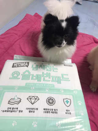 페츠모아 냄새잡는 요술배변패드 — 5점을 준 리뷰어가 2020년 2월 올린 사용 사진