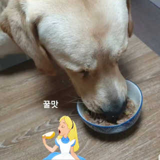 [어글어글] 반려견 친환경 간식 9종 세트 — 5점을 준 리뷰어가 2019년 11월 올린 사용 사진