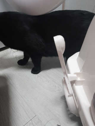 [펫토리아] BEST 한큐뚝딱 고양이 후드형 화장실 — 4점을 준 리뷰어가 2019년 1월 올린 사용 사진