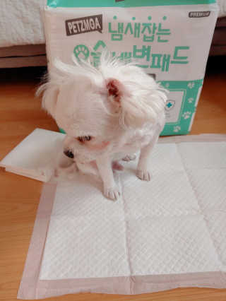 페츠모아 냄새잡는 요술배변패드 — 5점을 준 리뷰어가 2020년 3월 올린 사용 사진