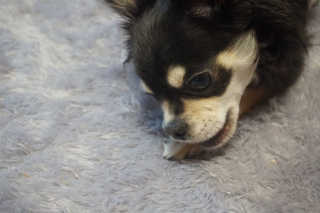 잠보아 뉴트리페어 굿바이 조인트페인 — 5점을 준 리뷰어가 2019년 12월 올린 사용 사진