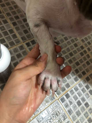 잠보아 펫 아톱 샴푸 — 5점을 준 리뷰어가 2019년 9월 올린 사용 사진