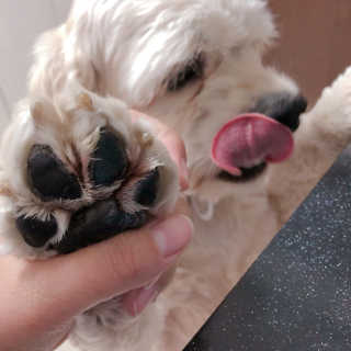 더블리스풀독 샤이니 포우 버터 0.15oz [천연 발바닥 보호제] — 3.83점을 준 리뷰어가 2018년 7월 올린 사용 사진