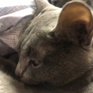[펫토리아] BEST 한큐뚝딱 고양이 후드형 화장실 — 5점을 준 리뷰어가 2019년 1월 올린 사용 사진