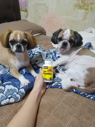 재로우 제로우 펫 도필러스 반려동물 유산균 영양제 70.5g — 5점을 준 리뷰어가 2018년 8월 올린 사용 사진