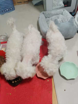 [펫토리아] 토로토로 하치  강아지 파우치간식 — 5점을 준 리뷰어가 2019년 6월 올린 사용 사진