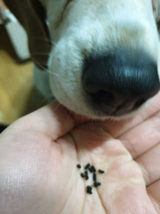 beaglelove님이 올린 리뷰 사진 4