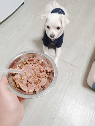[펫토리아] BEST 한캔뚝딱 강아지 캔간식 — 5점을 준 리뷰어가 2019년 3월 올린 사용 사진