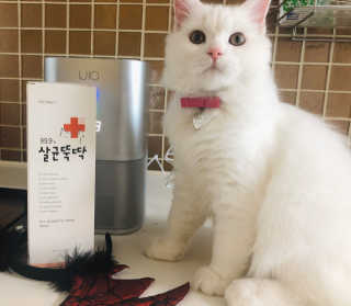 [펫토리아]살균뚝딱 강아지 고양이 살균소독제 탈취제 — 5점을 준 리뷰어가 2019년 10월 올린 사용 사진