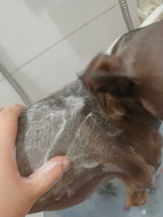 강아지스토리 펫샴푸 300ml — 5점을 준 리뷰어가 2019년 3월 올린 사용 사진